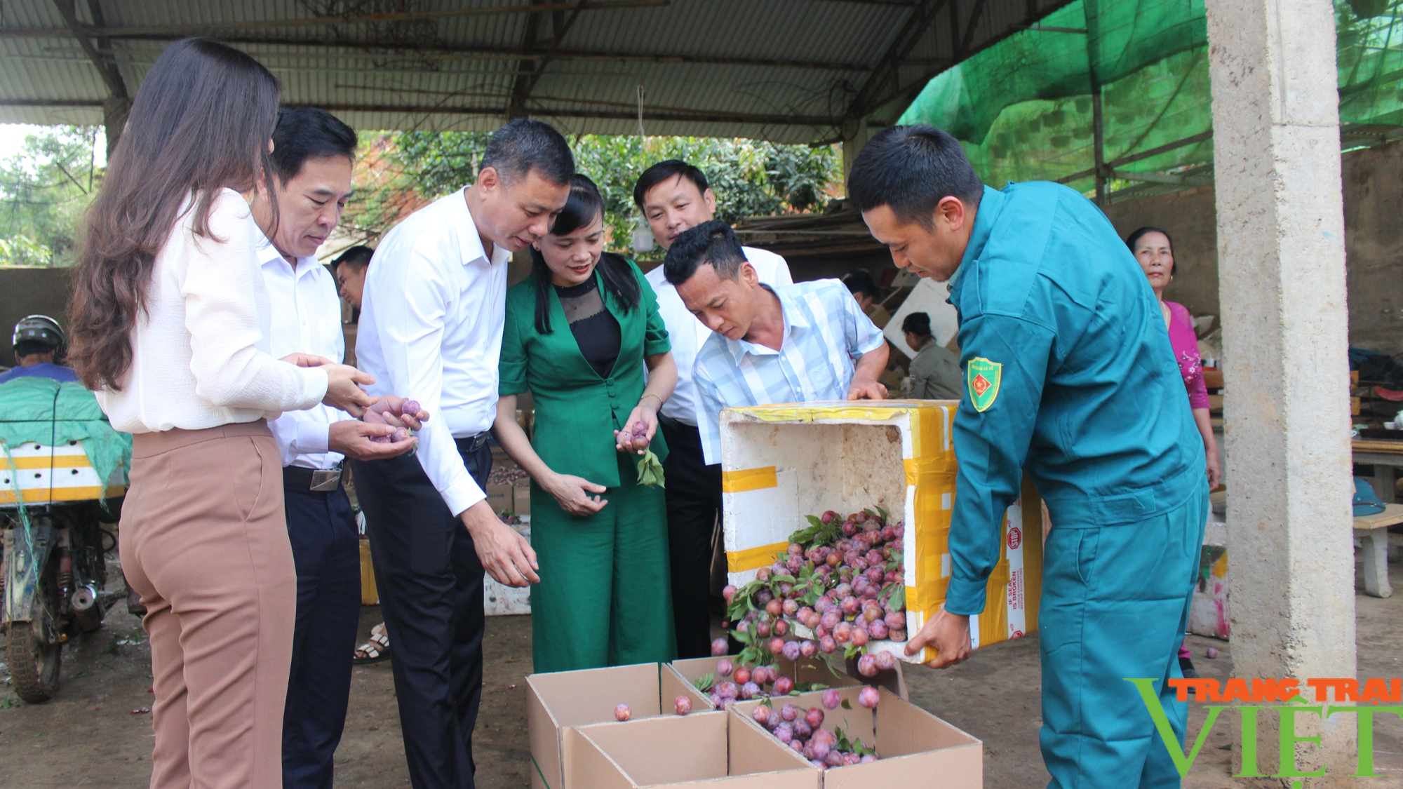 Đồng bào dân tộc Sơn La vui mừng, khi mận hậu được đưa vào xuất ăn của Vietnam Airlines - Ảnh 4.