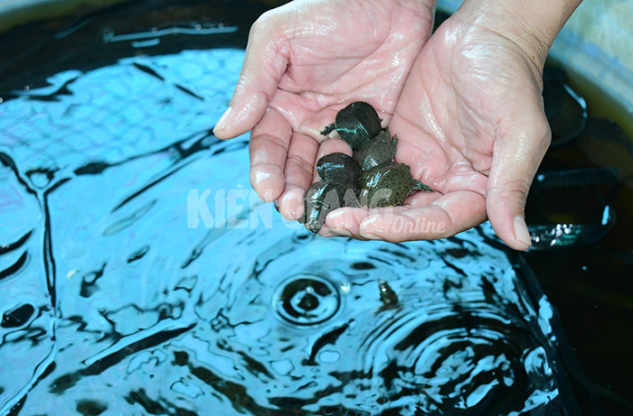 Kiên Giang: Ông nông dân cho ba ba đẻ thành công, nhiều người hỏi mua, bỏ túi 800 triệu đồng - Ảnh 2.