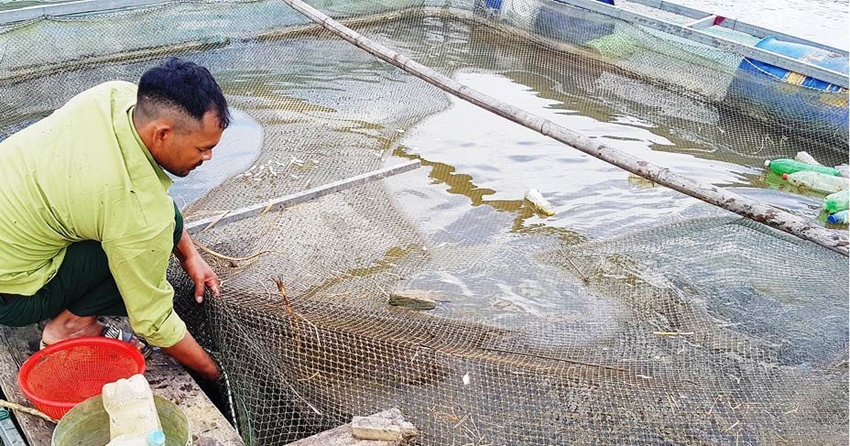 Nuôi la liệt cá rô, cá trắm, cá lóc ở hồ thủy điện A Sáp, anh nông dân TT-Huế bắt bán mà giàu hẳn lên - Ảnh 1.