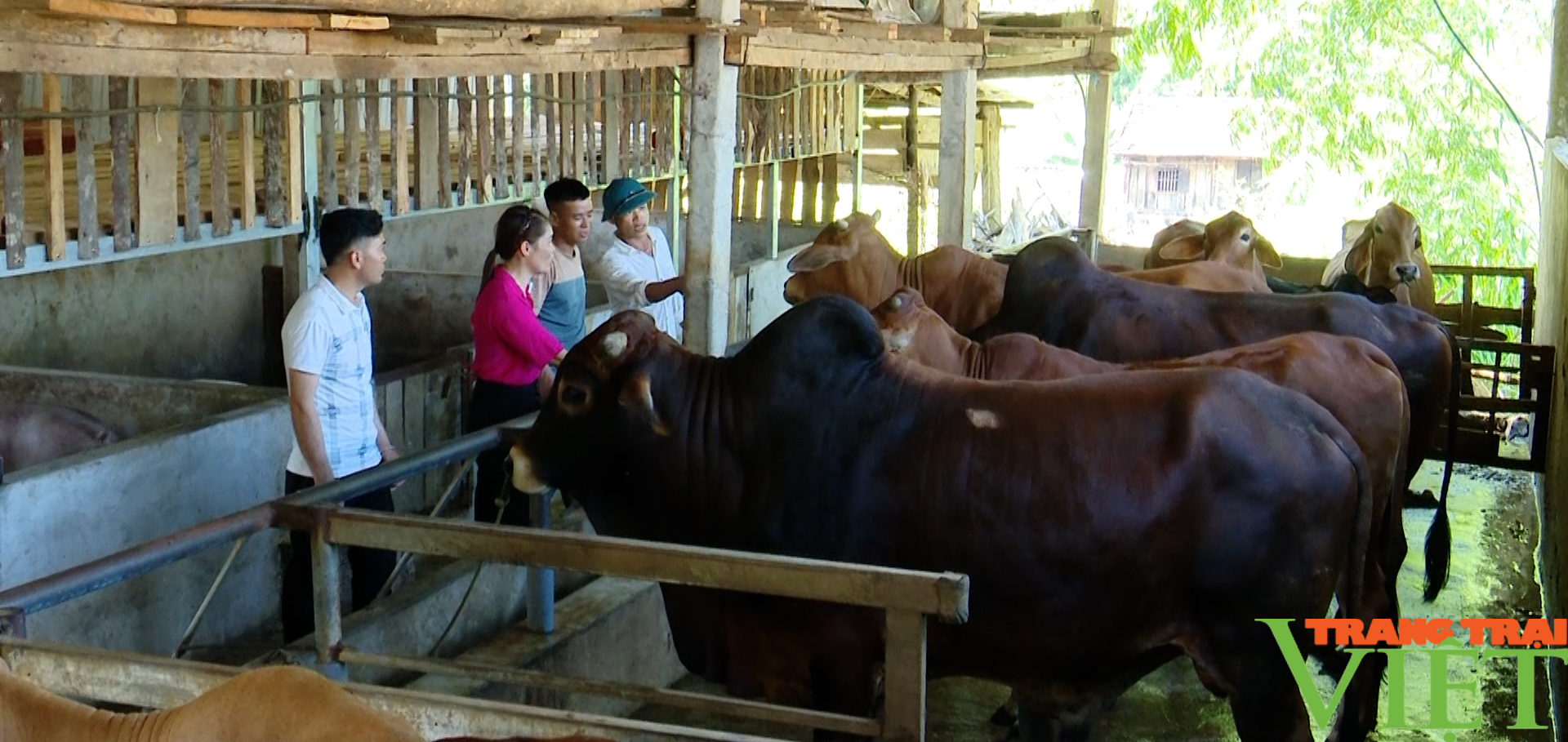 Hội Nông dân huyện Phù Yên (Sơn La) - Một nhiệm kỳ nhìn lại - Ảnh 6.