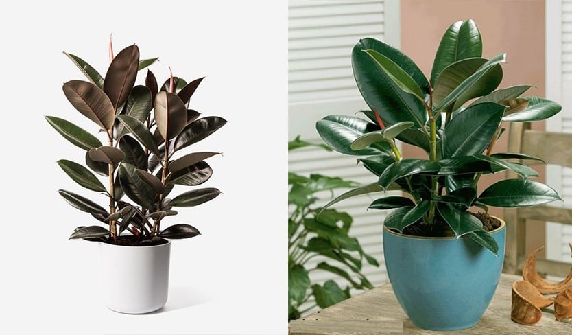 Loại cây cảnh tuyệt vời là &quot;vị cứu tinh&quot; của ngày hè oi bức, giúp hạt nhiệt căn phòng đi vài độ - Ảnh 5.