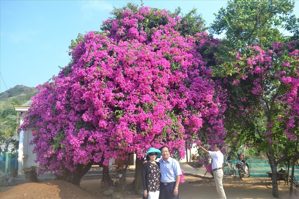 Loại cây cảnh tuyệt vời là &quot;vị cứu tinh&quot; của ngày hè oi bức, giúp hạt nhiệt căn phòng đi vài độ - Ảnh 7.