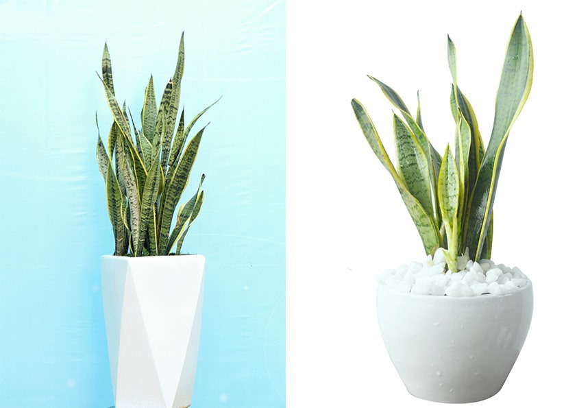 Loại cây cảnh tuyệt vời là &quot;vị cứu tinh&quot; của ngày hè oi bức, giúp hạt nhiệt căn phòng đi vài độ - Ảnh 2.