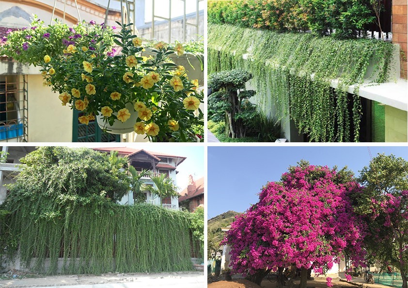 Loại cây cảnh tuyệt vời là &quot;vị cứu tinh&quot; của ngày hè oi bức, giúp hạt nhiệt căn phòng đi vài độ - Ảnh 8.