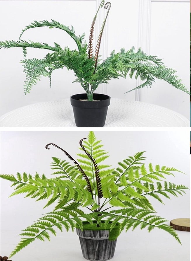 Loại cây cảnh tuyệt vời là &quot;vị cứu tinh&quot; của ngày hè oi bức, giúp hạt nhiệt căn phòng đi vài độ - Ảnh 6.