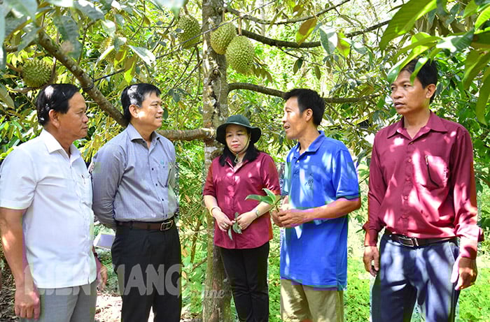 Loại quả &quot;nặng mùi&quot; đang được thương lái lùng mua giá cao, nhà vườn Kiên Giang lãi tiền tỷ - Ảnh 2.