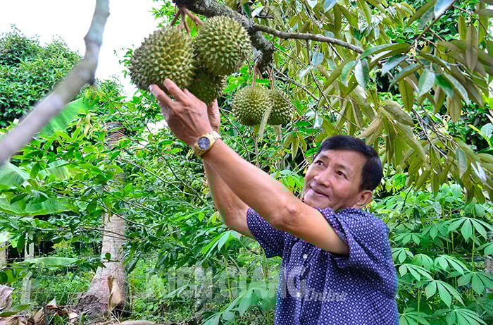 Loại quả &quot;nặng mùi&quot; đang được thương lái lùng mua giá cao, nhà vườn Kiên Giang lãi tiền tỷ - Ảnh 3.