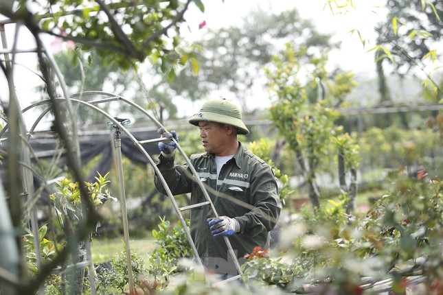 &quot;Luyện&quot; những siêu phẩm cây cảnh hoa hồng, nông dân Hà Nội thu về hàng trăm triệu mỗi năm - Ảnh 1.