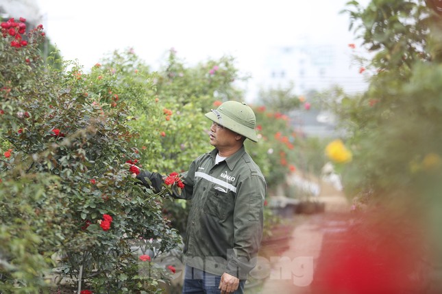 &quot;Luyện&quot; những siêu phẩm cây cảnh hoa hồng, nông dân Hà Nội thu về hàng trăm triệu mỗi năm - Ảnh 3.