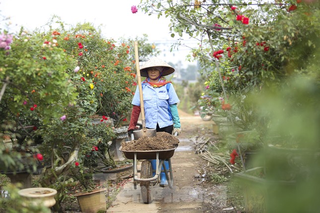 &quot;Luyện&quot; những siêu phẩm cây cảnh hoa hồng, nông dân Hà Nội thu về hàng trăm triệu mỗi năm - Ảnh 4.