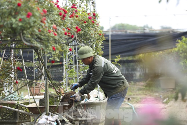 &quot;Luyện&quot; những siêu phẩm cây cảnh hoa hồng, nông dân Hà Nội thu về hàng trăm triệu mỗi năm - Ảnh 5.