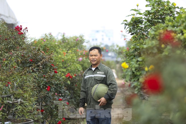 &quot;Luyện&quot; những siêu phẩm cây cảnh hoa hồng, nông dân Hà Nội thu về hàng trăm triệu mỗi năm - Ảnh 8.