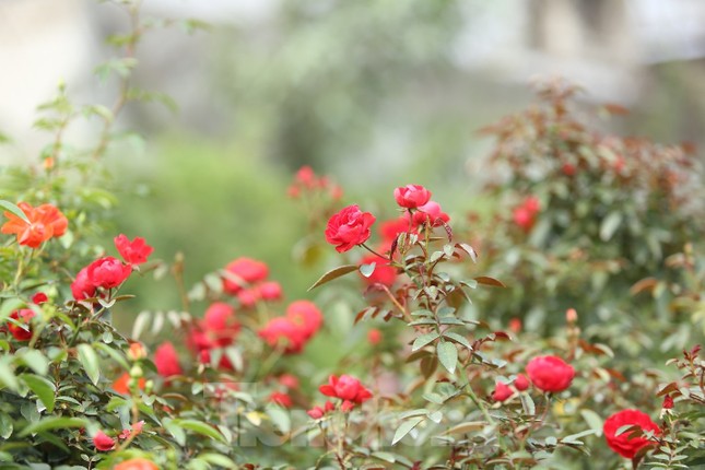 &quot;Luyện&quot; những siêu phẩm cây cảnh hoa hồng, nông dân Hà Nội thu về hàng trăm triệu mỗi năm - Ảnh 7.