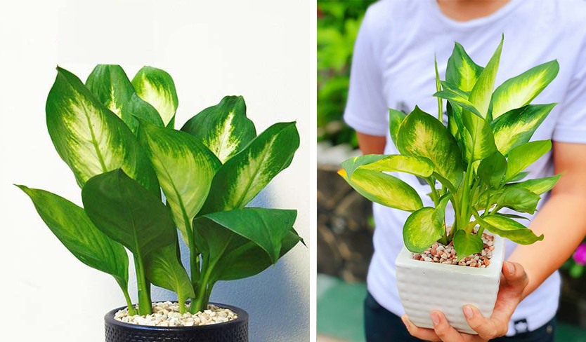 Loại cây cảnh tuyệt vời là &quot;vị cứu tinh&quot; của ngày hè oi bức, giúp hạt nhiệt căn phòng đi vài độ - Ảnh 4.