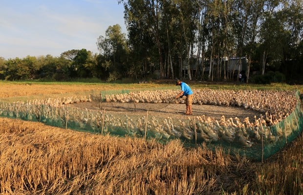 Vùng đất này của Đồng Tháp, nông dân nuôi vịt kiểu gì mà nhặt trứng liên tục, cứ bán 1 quả lời 1.500 đồng? - Ảnh 1.