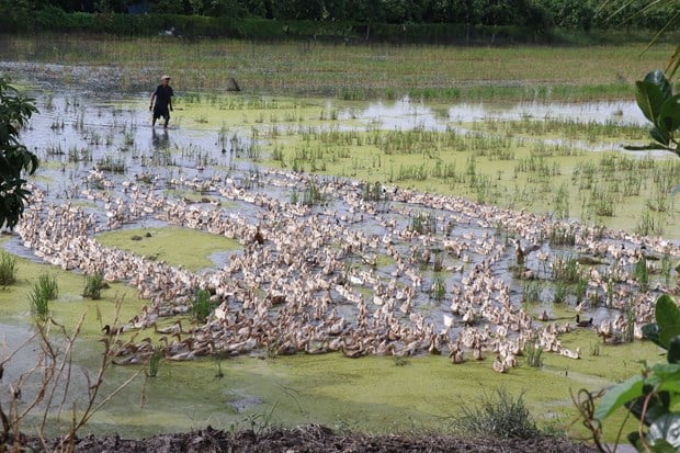 Vùng đất này của Đồng Tháp, nông dân nuôi vịt kiểu gì mà nhặt trứng liên tục, cứ bán 1 quả lời 1.500 đồng? - Ảnh 2.