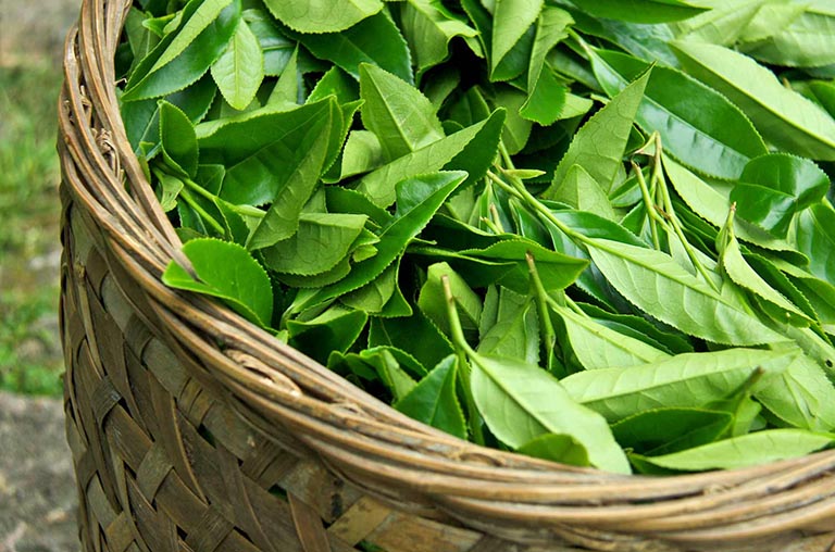 Một loại lá làm nên thứ nước uống có từ cổ xưa không ngờ lại là thần dược, chống lão hóa, ngừa ung thư - Ảnh 1.