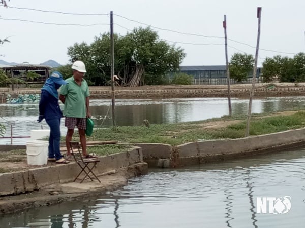 Loại cá bớp đặc sản, làm được nhiều món ngon đã nuôi thành công trong ao đất ở Ninh Thuận - Ảnh 1.