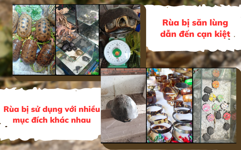 Kỳ 3: Kẽ hở nào trong công tác quản lý, bảo vệ rùa - Ảnh 3.