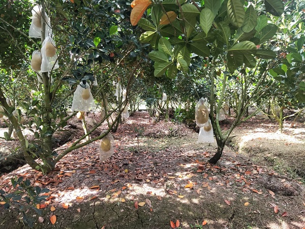 Trồng thứ mít khi trái chín bổ ra ai cũng bất ngờ, nông dân nơi này của Hậu Giang cắt bán đắt hàng - Ảnh 1.