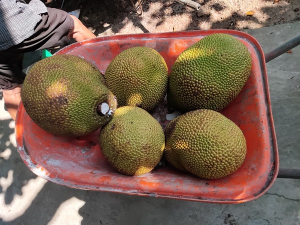 Trồng thứ mít khi trái chín bổ ra ai cũng bất ngờ, nông dân nơi này của Hậu Giang cắt bán đắt hàng - Ảnh 3.