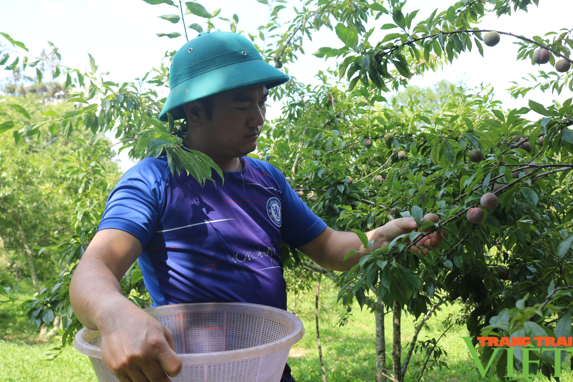 Nông dân vùng cao Bắc Hà vào vụ thu hoạch mận tam hoa - Ảnh 2.