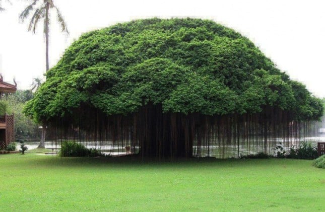 Những loài cây kỳ lạ ngỡ chỉ có trong thế giới tưởng tượng - Ảnh 2.