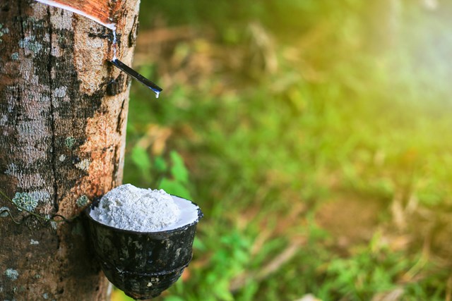 Tập đoàn này của Việt Nam đang tính thương mại hóa tín chỉ carbon, lợi nhuận sẽ tốt hơn- Ảnh 1.
