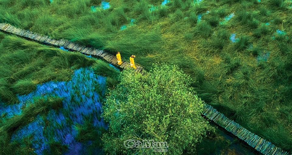 Vô cánh đồng bất tận vùng Đồng Tháp Mười ở Long An, nhìn đâu cũng thấy cây thuốc, các loài chim lạ mắt - Ảnh 1.