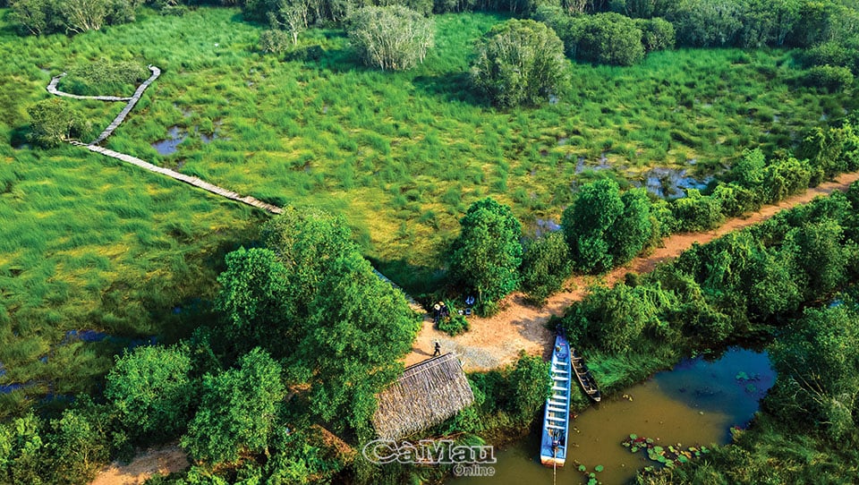 Vô cánh đồng bất tận vùng Đồng Tháp Mười ở Long An, nhìn đâu cũng thấy cây thuốc, các loài chim lạ mắt - Ảnh 2.