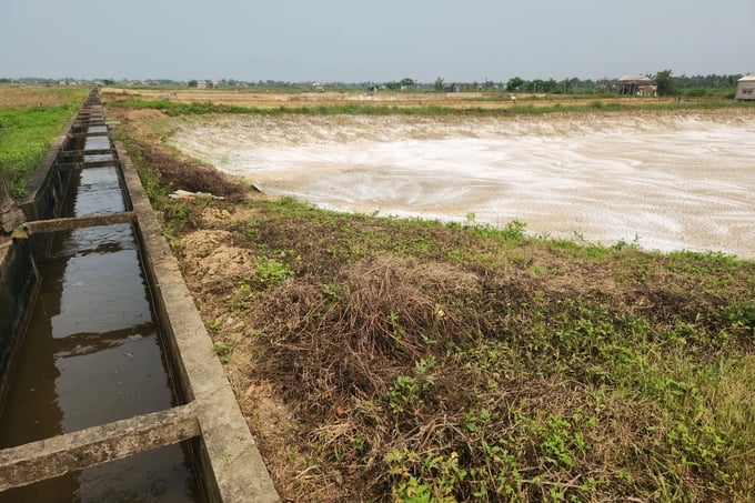 Tôm chết trắng đồng nghi nguồn nước ô nhiễm, nông dân chỉ biết "kêu trời" - Ảnh 4. Tôm chết trắng đồng nghi nguồn nước ô nhiễm, nông dân chỉ biết "kêu trời" - Ảnh 4.