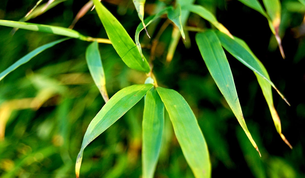 Một loại lá tưởng chả để làm gì ai ngờ lại là vị thuốc quý, bán ra nước ngoài thu bộn tiền - Ảnh 1.