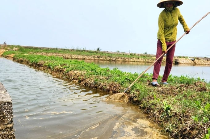 Tôm chết trắng đồng nghi nguồn nước ô nhiễm, nông dân chỉ biết "kêu trời" - Ảnh 3. Tôm chết trắng đồng nghi nguồn nước ô nhiễm, nông dân chỉ biết "kêu trời" - Ảnh 3.