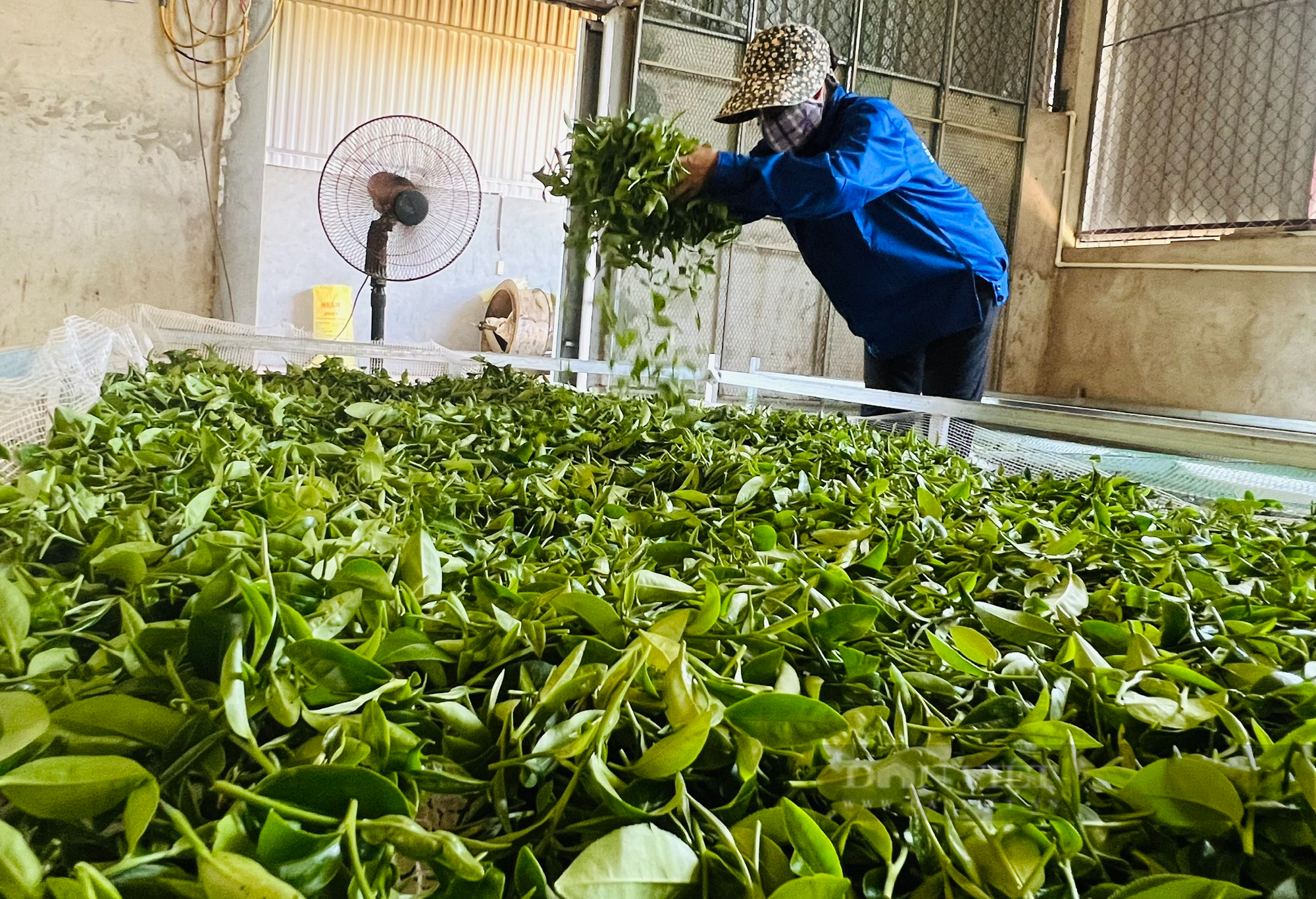 Hợp tác xã tiêu biểu toàn quốc 2023 ở Phú Thọ trồng chè theo hướng hữu cơ, tạo việc làm cho người dân tộc Mường - Ảnh 3.