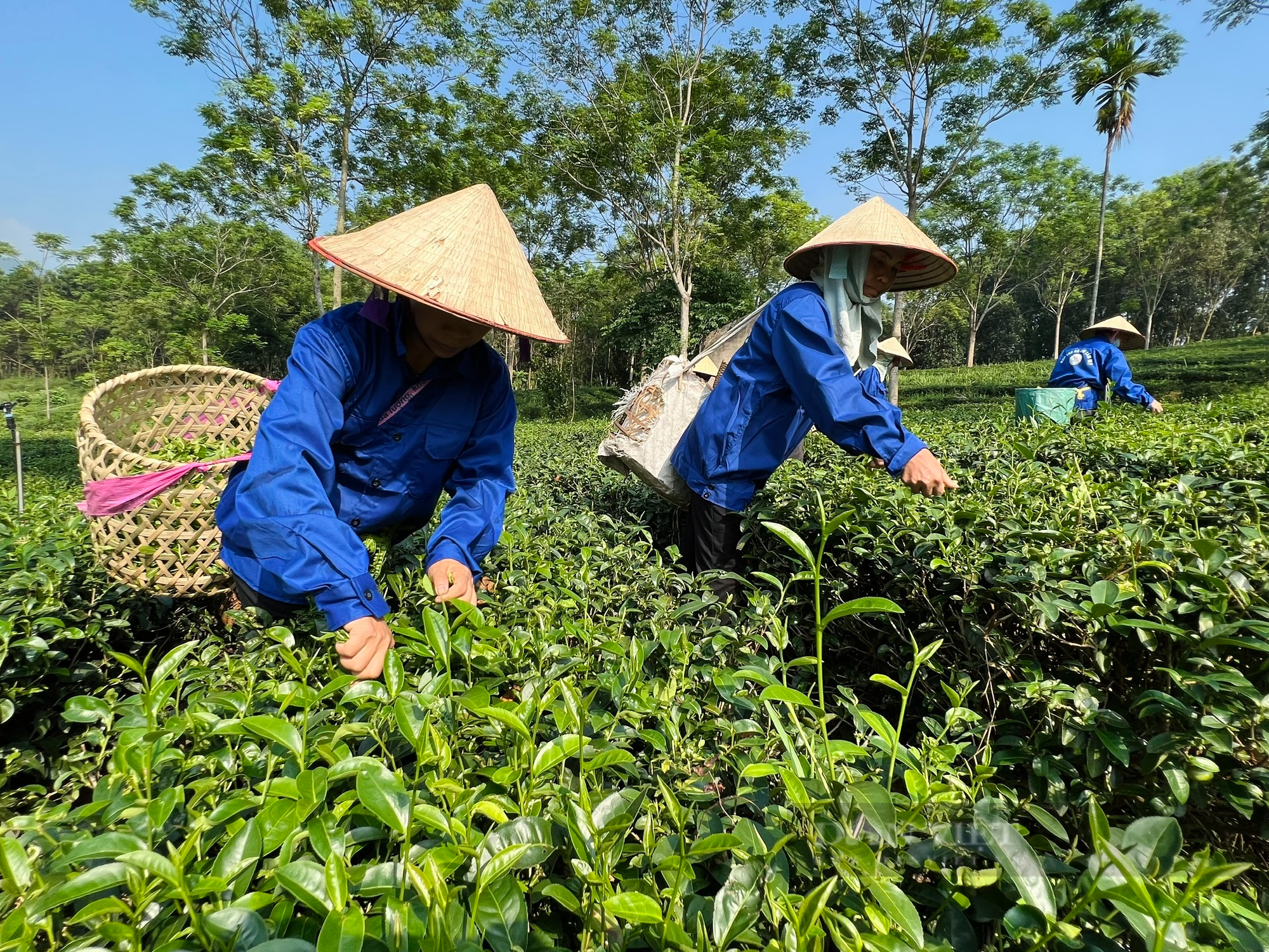 Hợp tác xã tiêu biểu toàn quốc 2023 ở Phú Thọ trồng chè theo hướng hữu cơ, tạo việc làm cho người dân tộc Mường - Ảnh 4.
