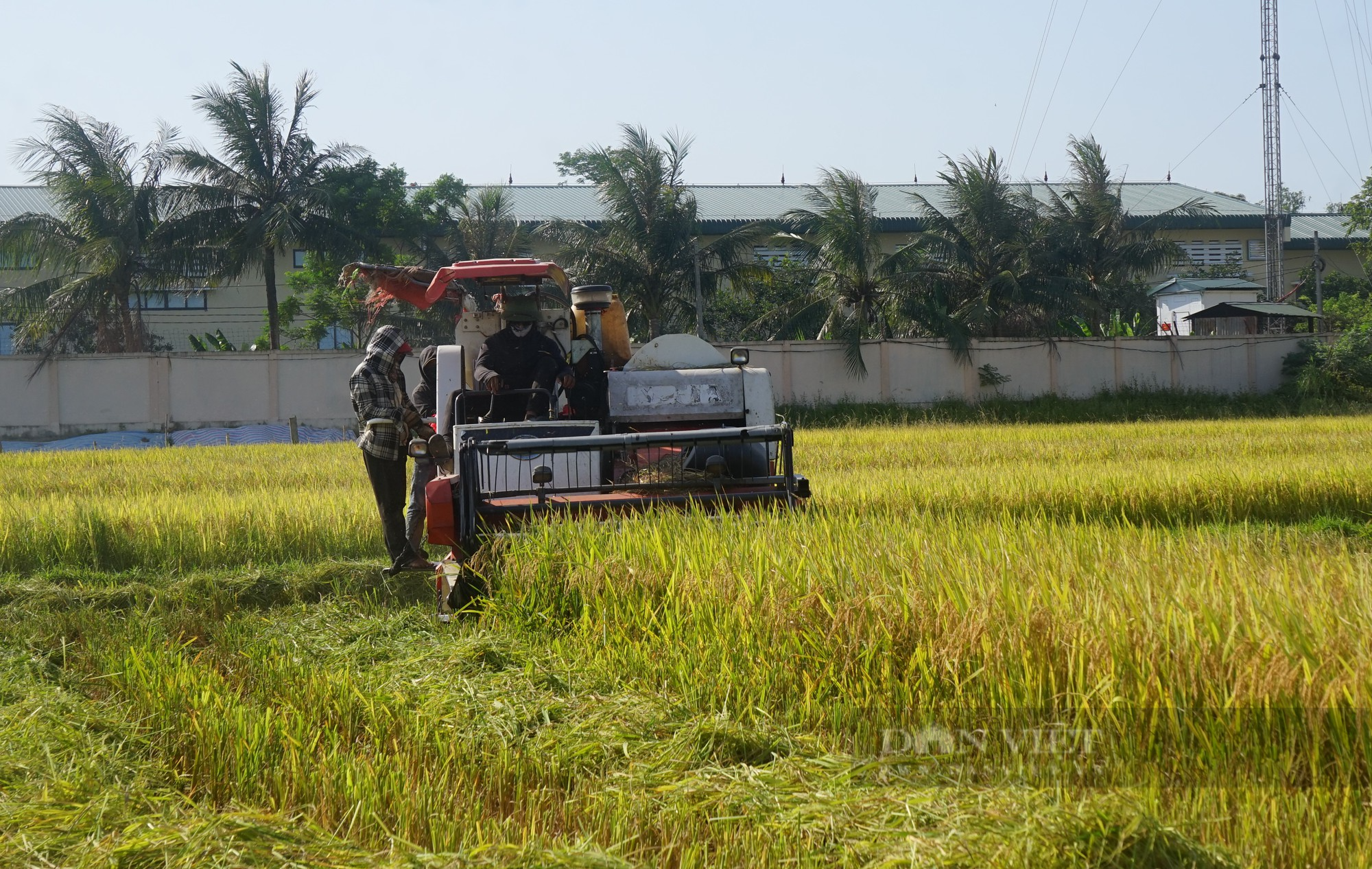 Nông dân giữa trưa ra đồng đội nắng 40 độ C để &quot;chiều&quot; anh máy gặt - Ảnh 2.