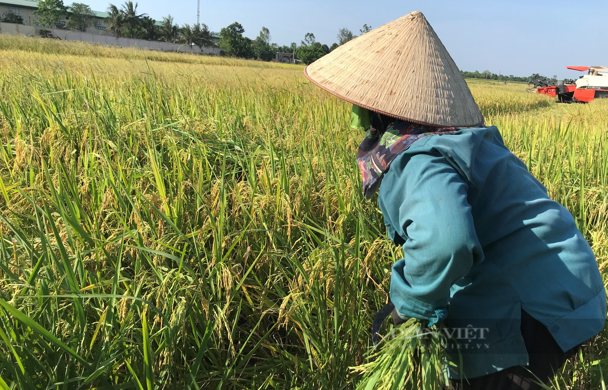 Nông dân giữa trưa ra đồng đội nắng 40 độ C để &quot;chiều&quot; anh máy gặt - Ảnh 4.