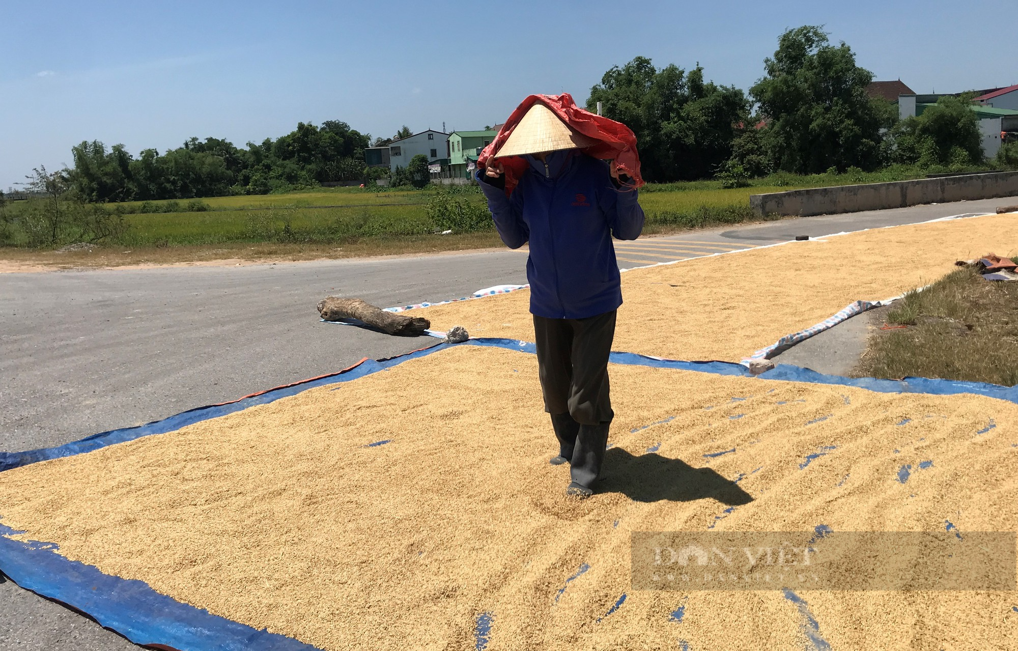 Nông dân giữa trưa ra đồng đội nắng 40 độ C để &quot;chiều&quot; anh máy gặt - Ảnh 11.