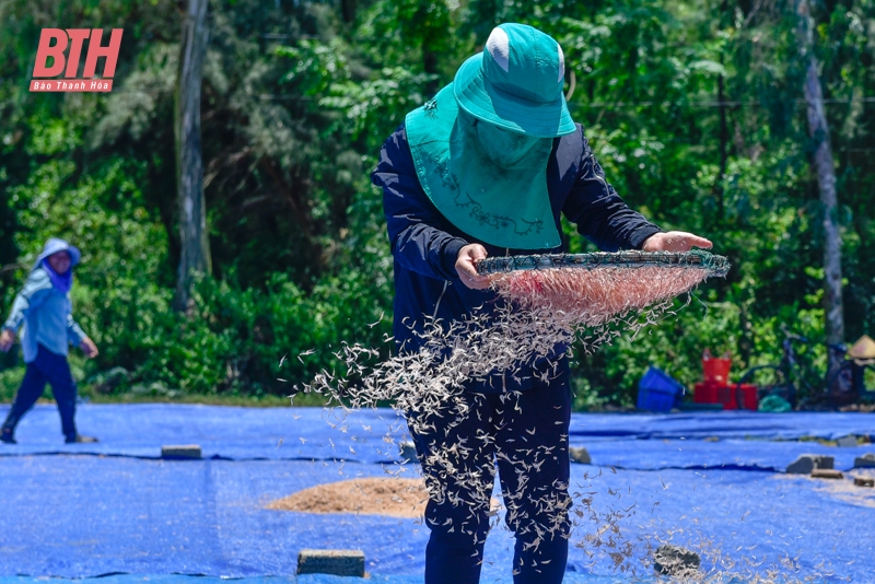 Mới đầu mùa nhưng ruốc đã có nhiều, ngư dân Thanh Hóa vươn để kiếm lộc, phấn khởi ra mặt - Ảnh 11.