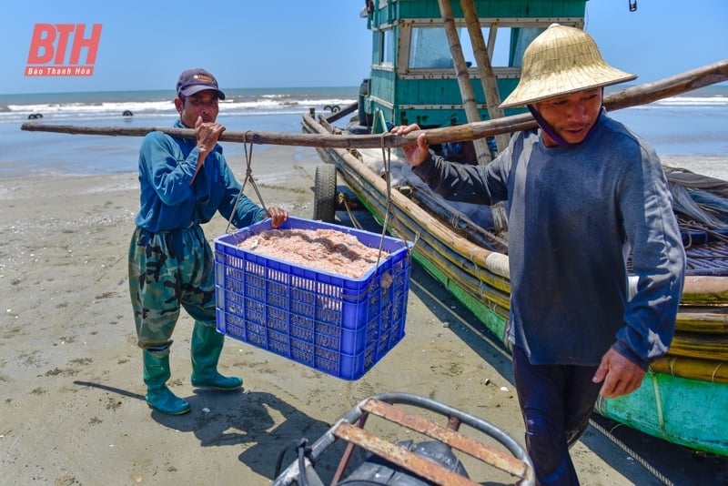 Mới đầu mùa nhưng ruốc đã có nhiều, ngư dân Thanh Hóa vươn để kiếm lộc, phấn khởi ra mặt - Ảnh 3.