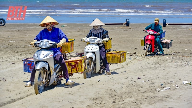Mới đầu mùa nhưng ruốc đã có nhiều, ngư dân Thanh Hóa vươn để kiếm lộc, phấn khởi ra mặt - Ảnh 4.