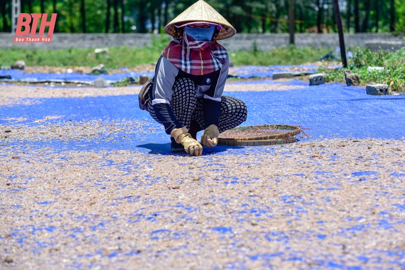 Mới đầu mùa nhưng ruốc đã có nhiều, ngư dân Thanh Hóa vươn để kiếm lộc, phấn khởi ra mặt - Ảnh 9.