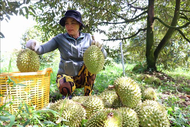 Sầu riêng ở Cần Thơ được mùa, được giá - Ảnh 1.