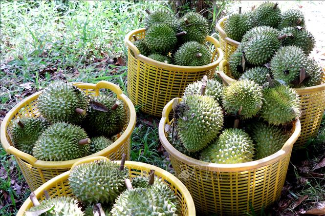 Sầu riêng ở Cần Thơ được mùa, được giá - Ảnh 2.