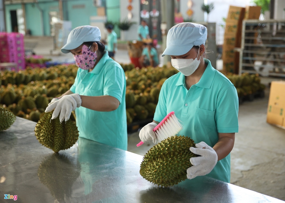 Sầu riêng Việt Nam đắt hàng tại Trung Quốc - Ảnh 3.