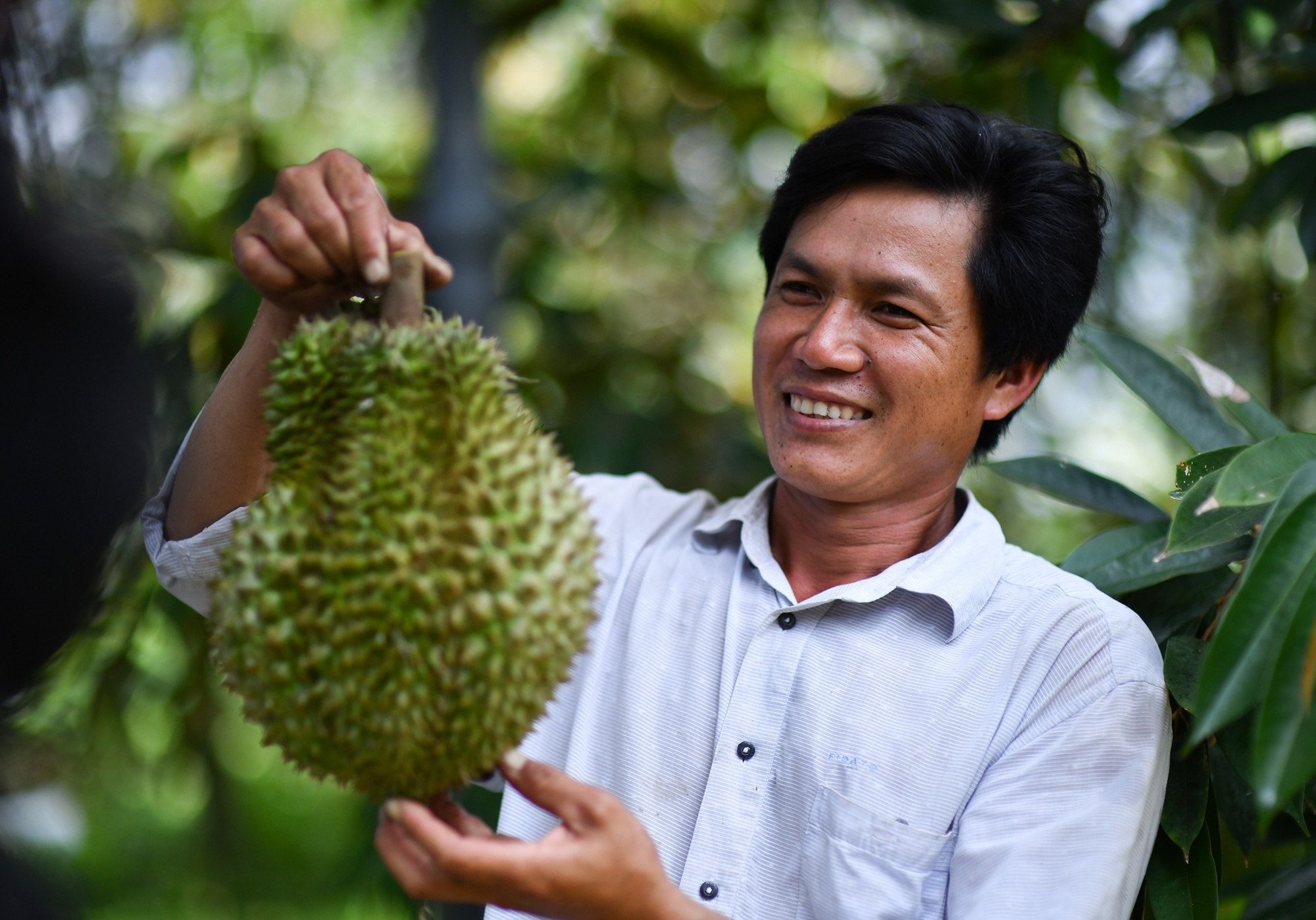 Sầu riêng Việt Nam đắt hàng tại Trung Quốc - Ảnh 2.