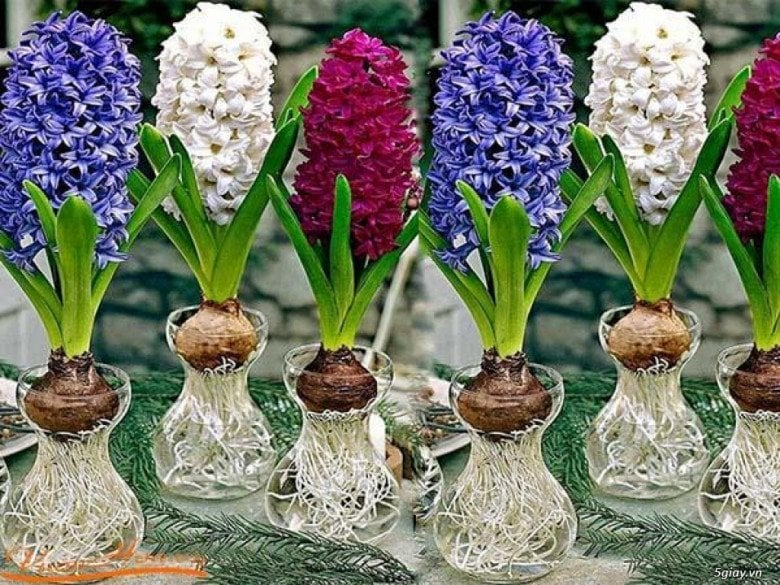 Những cây này hễ vào nhà là gặp họa, chuyển ra sân tài lộc đến ào ào, không phải mê tín mà có cơ sở - Ảnh 1.