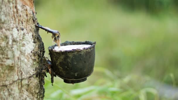 Giá cao su hôm nay 20/6: Giá cao su tiếp tục giảm mạnh - Ảnh 3. Giá cao su hôm nay 20/6: Giá cao su tiếp tục giảm mạnh - Ảnh 3.
