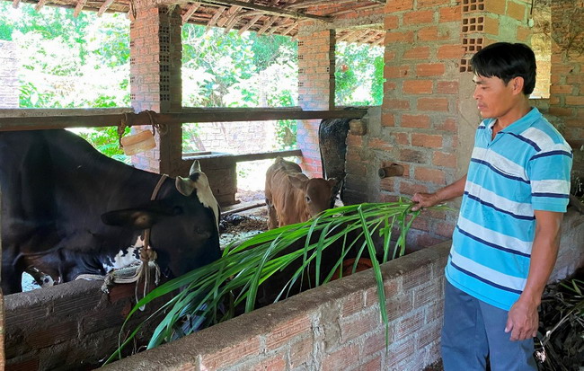 Nuôi giống bò ví như &quot;cỗ máy sản xuất thịt nạc&quot;, anh nông dân Bình Định lãi hơn trăm triệu - Ảnh 1.