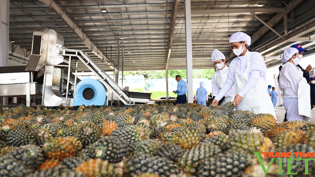 Sơn La: Tập trung phát triển nông nghiệp công nghệ cao - Ảnh 6.